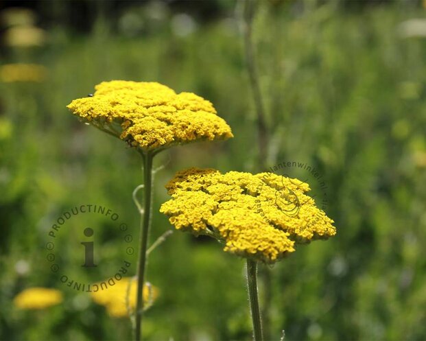 Achillea filipendulina 'Cloth of Gold'