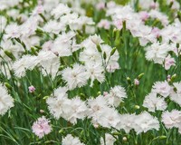 Dianthus deltoides 'Albiflorus'