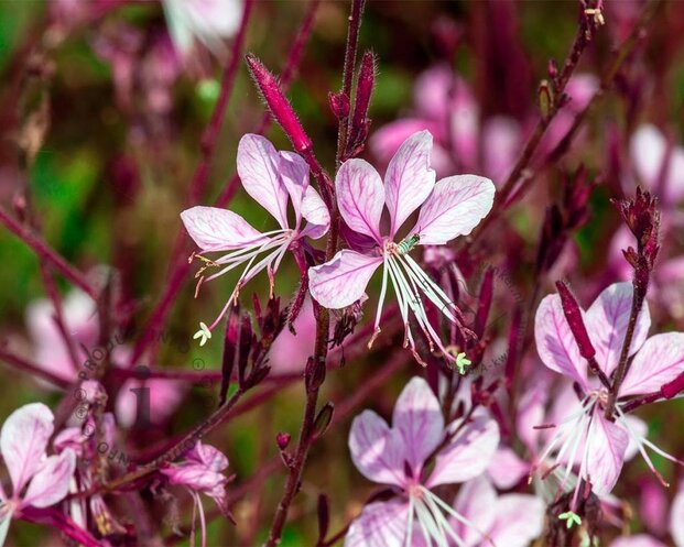 Gaura lindheimeri 'Siskiyou Pink'