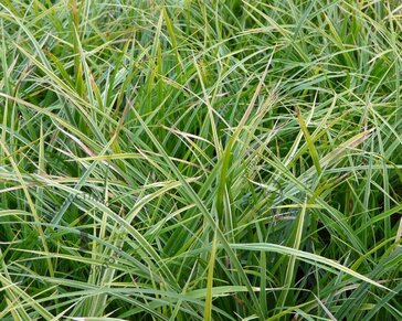 Carex morrowii 'Variegata'