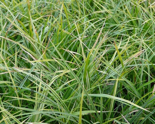 Carex morrowii 'Variegata'