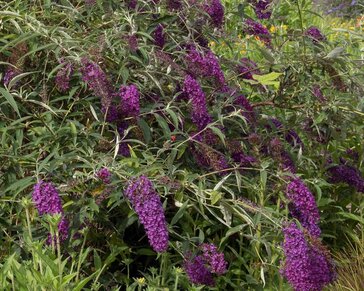 Buddleja davidii 'Nanho Purple'