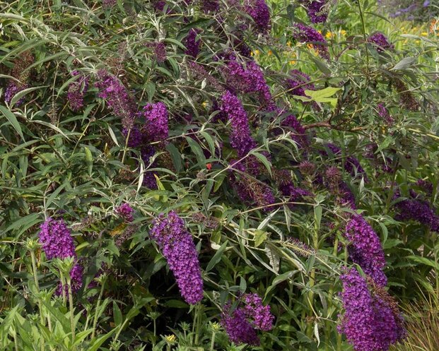 Buddleja davidii 'Nanho Purple'