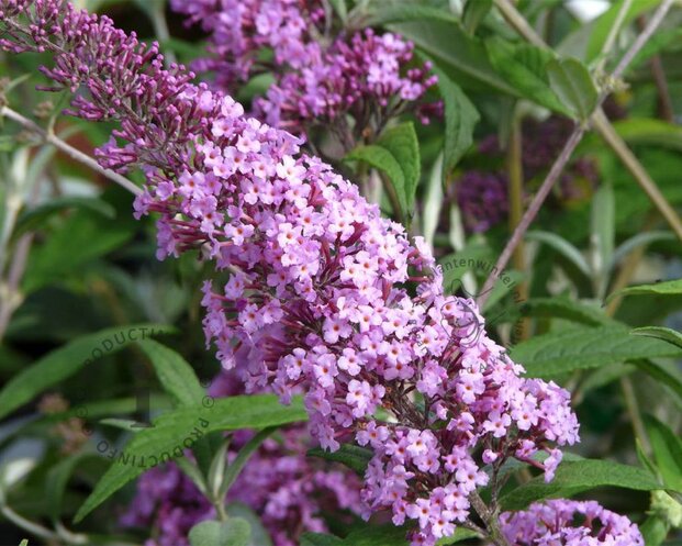 Buddleja davidii 'Pink Delight'