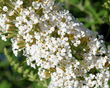 Buddleja davidii 'White Profusion'