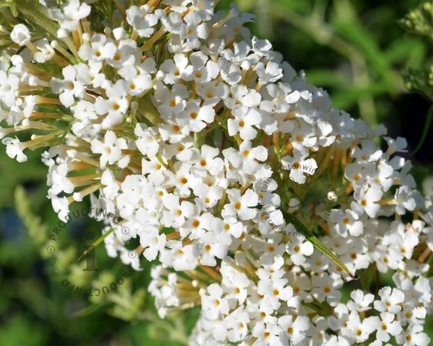 Buddleja davidii 'White Profusion'