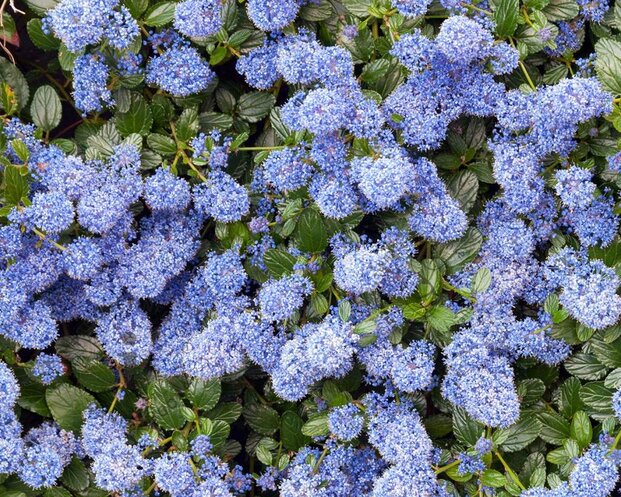 Ceanothus thyrsiflorus var. repens