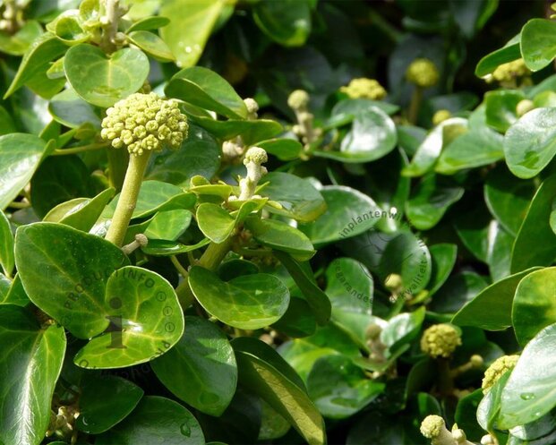 Hedera helix 'Arbori Compact'