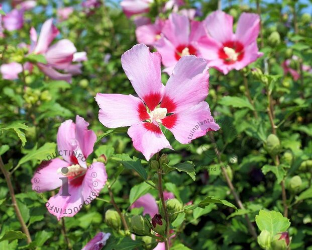 Hibiscus syriacus 'Woodbridge'