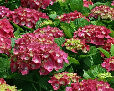 Hydrangea macrophylla 'Alpengluhen'