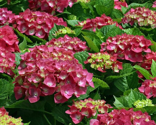 Hydrangea macrophylla 'Alpengluhen'