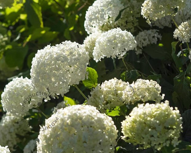 Hydrangea arborescens 'Annabelle'