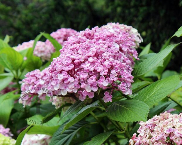 Hydrangea macrophylla 'Ayesha'