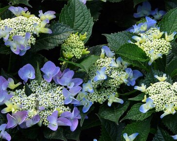 Hydrangea macrophylla 'Blaumeise'