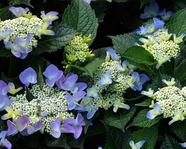Hydrangea macrophylla 'Blaumeise'