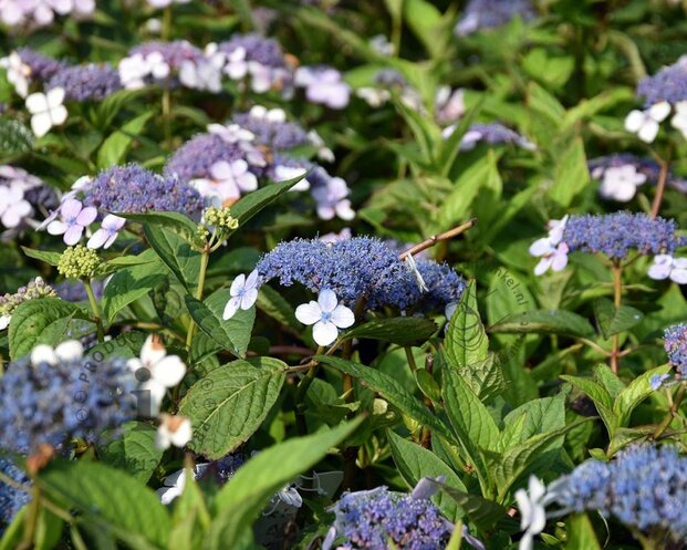 Hydrangea serrata 'Blue Bird'