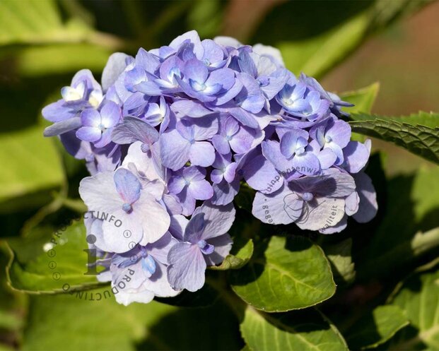 Hydrangea macrophylla 'Bodensee'