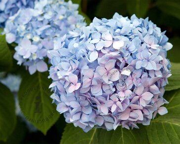 Hydrangea macrophylla 'Endless Summer Blue'