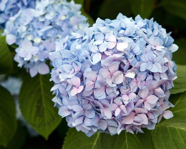 Hydrangea macrophylla 'Endless Summer Blue'