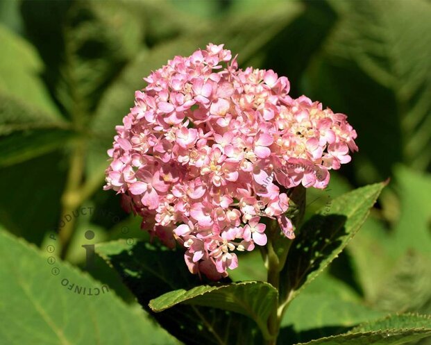 Hydrangea macrophylla 'Endless Summer Pink'