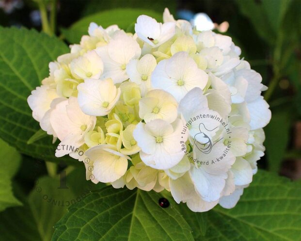 Hydrangea macrophylla 'Endless Summer The Bride'