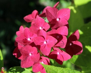 Hydrangea macrophylla 'Forever & Ever' (Rood)