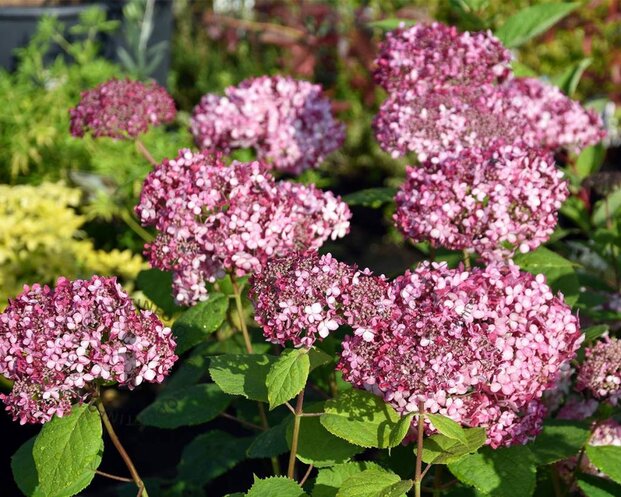 Hydrangea arborescens 'Invincibelle' (Pink Annabelle)