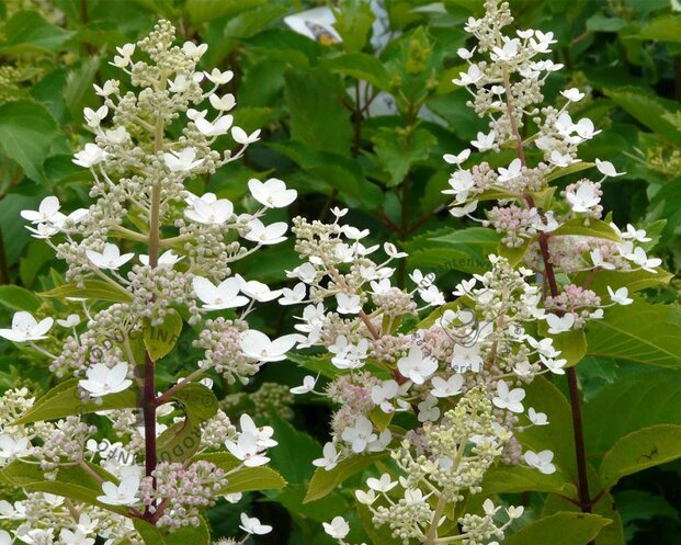 Hydrangea paniculata 'Kyushu'