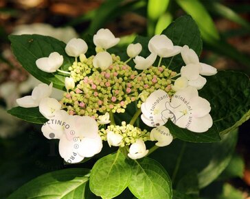 Hydrangea macrophylla 'Libelle'