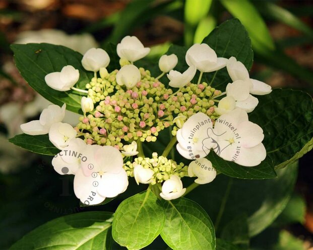 Hydrangea macrophylla 'Libelle'