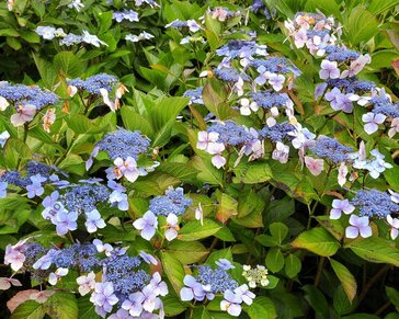 Hydrangea macrophylla 'Mariesii Perfecta'