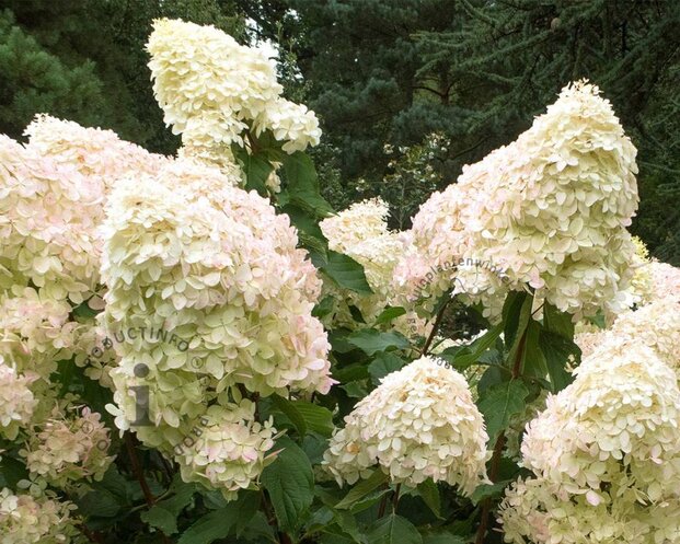 Hydrangea paniculata 'Phantom'