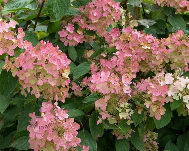 Hydrangea paniculata 'Early Sensation'