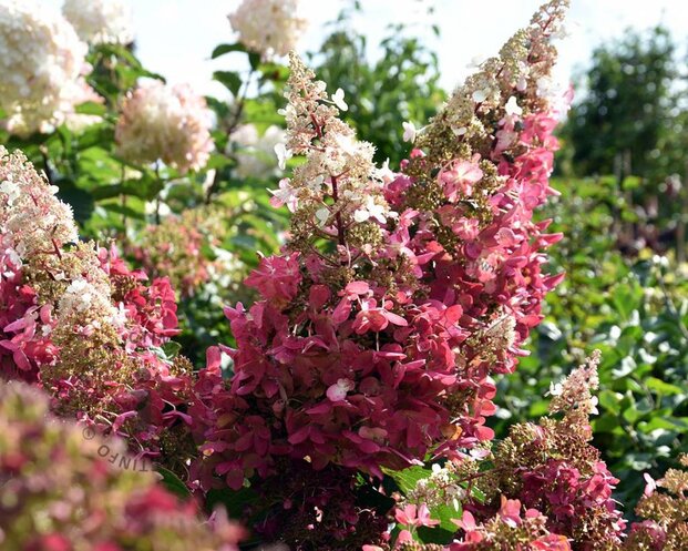 Hydrangea paniculata 'Pinky Winky'