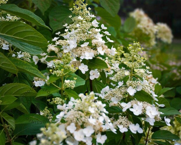 Hydrangea paniculata 'Unique'