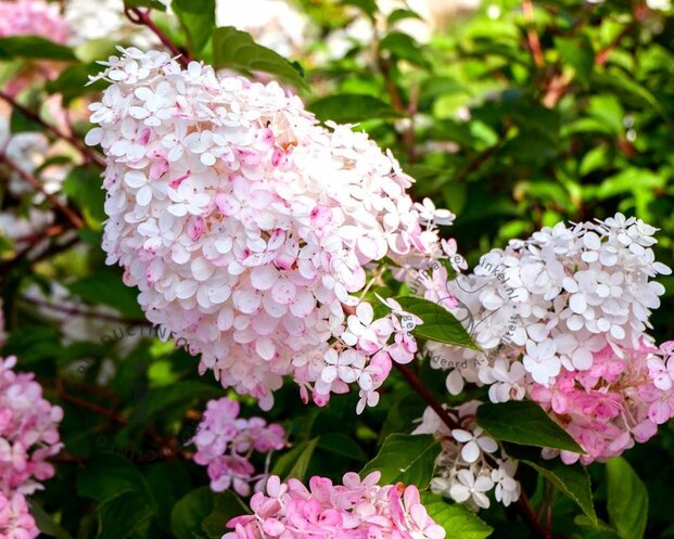 Hydrangea paniculata 'Vanille Fraise'