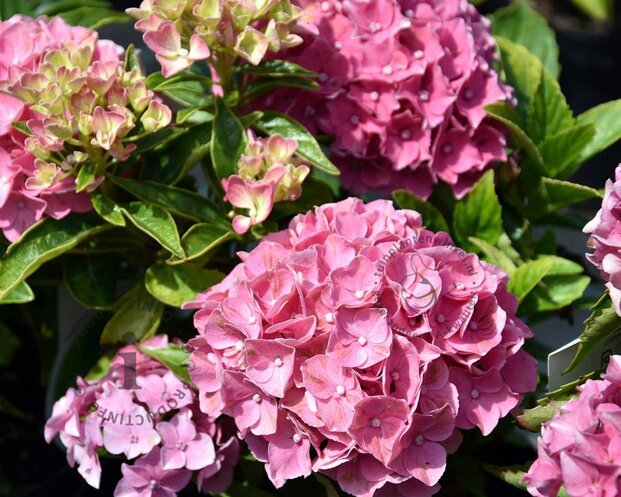 Hydrangea macrophylla 'Tovelit'