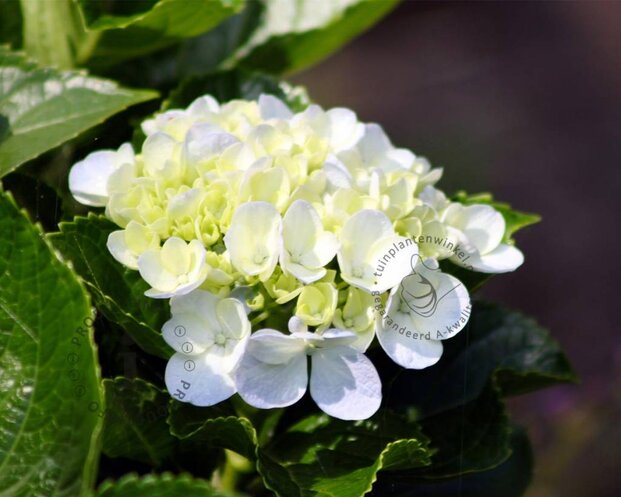 Hydrangea macrophylla 'Madame Emile Mouillere'