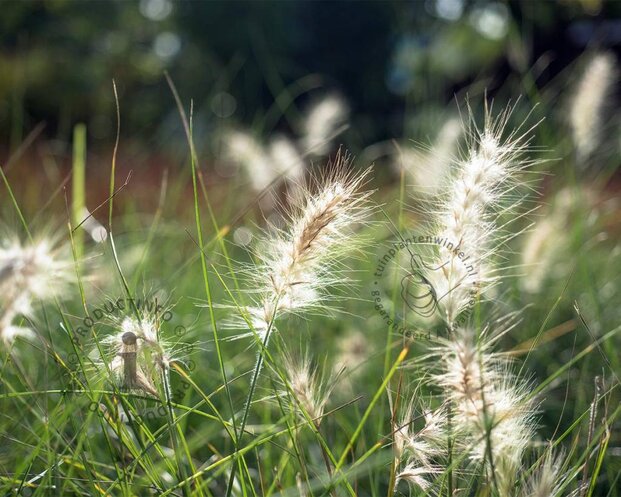 Pennisetum alopecuroides 'Little Bunny'