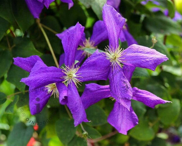Clematis viticella