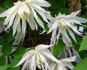 Clematis alpina 'Albina Plena'