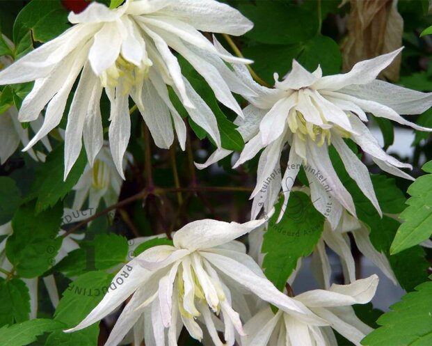 Clematis alpina 'Albina Plena'