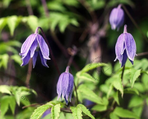 Clematis alpina