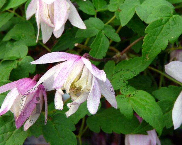 Clematis alpina 'Pink Flamingo'