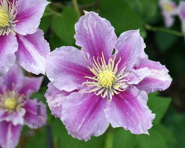 Clematis patens 'Piilu'