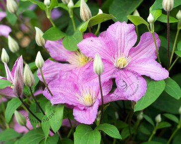 Clematis patens 'Comtesse de Bouchaud'