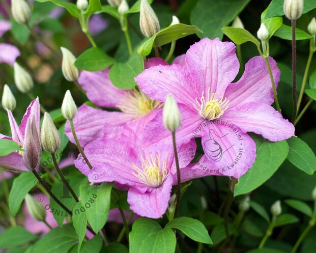 Clematis patens 'Comtesse de Bouchaud'