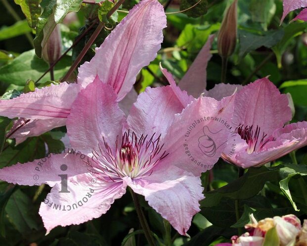 Clematis patens 'Hagley Hybrid'