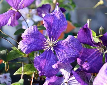 Clematis 'Jackmanii'