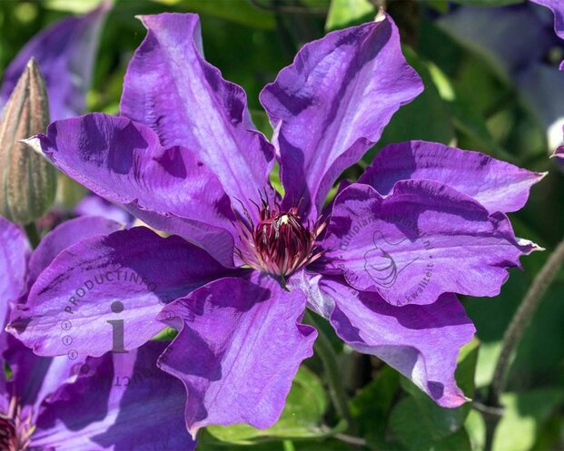 Clematis patens 'The President'